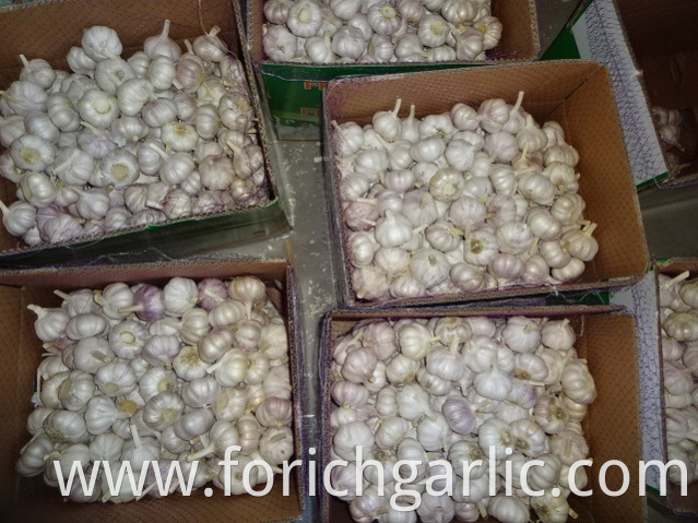 Export Standard Garlic